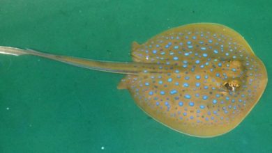 Four-week old stingray welcomed at Blackpool