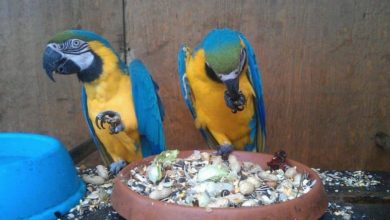 £10,000 reward offered for stolen macaws