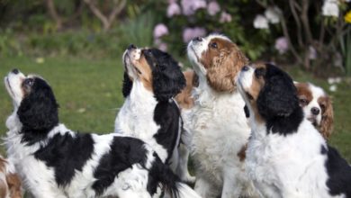King Charles Spaniels vet