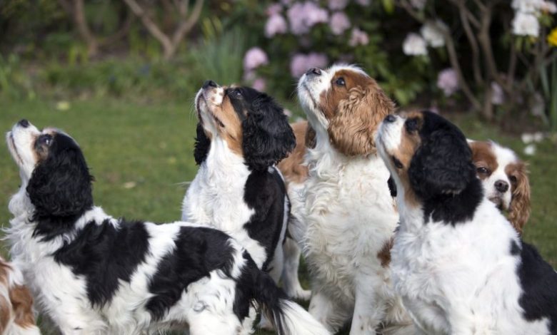 King Charles Spaniels vet