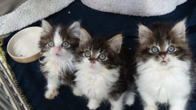 Infested kittens found dumped in a box