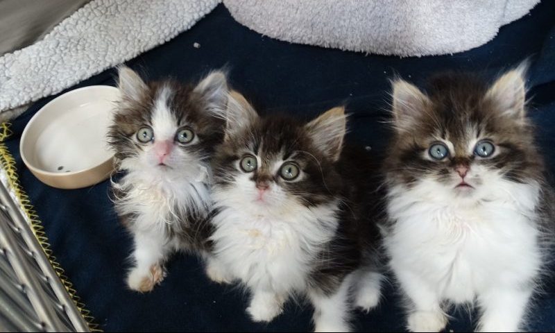 Infested kittens found dumped in a box
