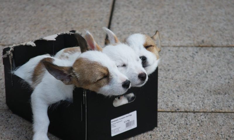 The Kennel Club launches new resource for breeders