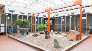 Pet boarding sector shows growth