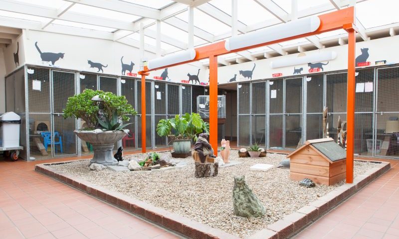 Pet boarding sector shows growth