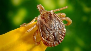 Ticks found on one third of dogs