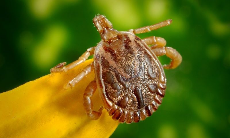 Ticks found on one third of dogs