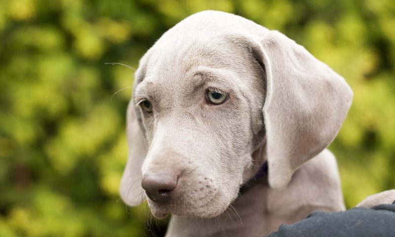 Paul O'Grady Pet Shop