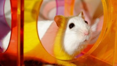 Responses to Defra’s review of animal establishments licensing released