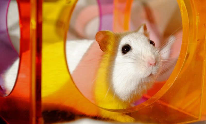 Responses to Defra’s review of animal establishments licensing released