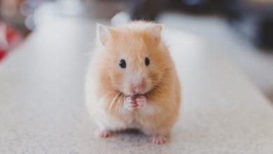 “Psychotic” customer bit security guard after being refused a hamster