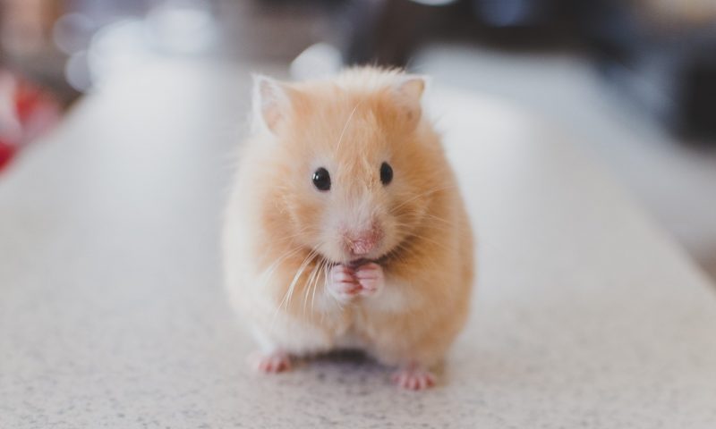 “Psychotic” customer bit security guard after being refused a hamster