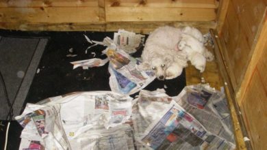 Puppy farmers convicted of fraud
