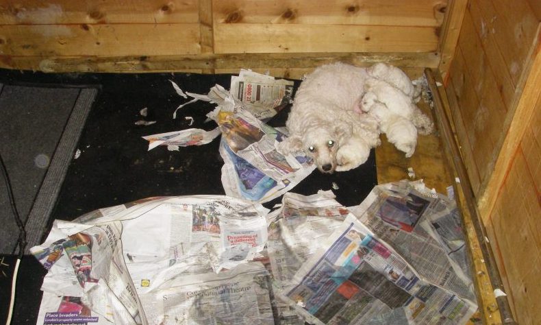 Puppy farmers convicted of fraud