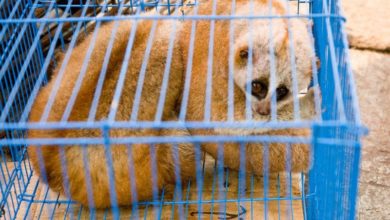 Slow lorises saved from “social media sales”