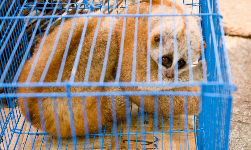 Slow lorises saved from “social media sales”
