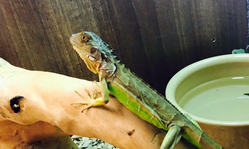 Two baby iguanas stolen from pet shop
