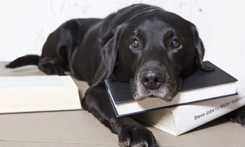 Almost half of owners think their dog is smarter than their friends