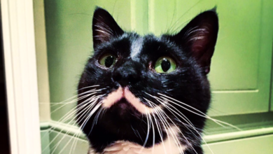 Rescue Cat
