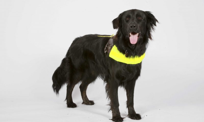 Guide Dogs