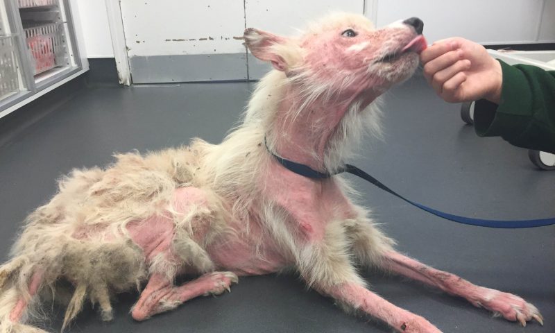 Charity called about neglect every four minutes during winter