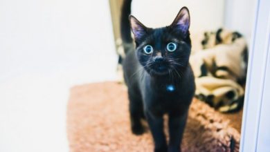 Top ten reasons black cats are great!