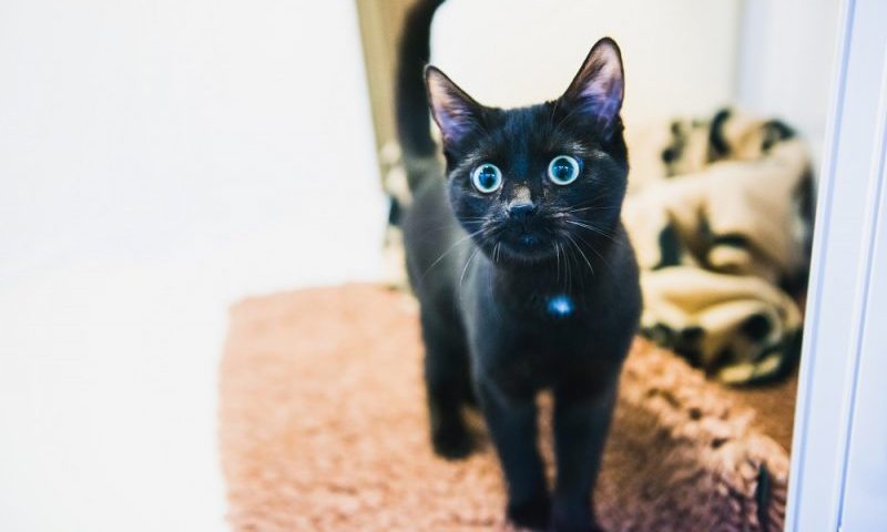 Top ten reasons black cats are great!