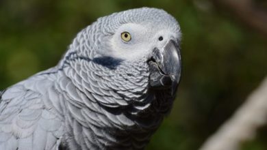Global trade ban on African grey parrots