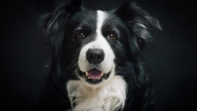 Eukanuba celebrates all breeds at Discover Dogs