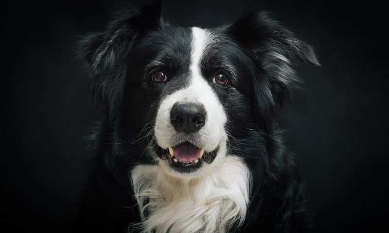 Eukanuba celebrates all breeds at Discover Dogs