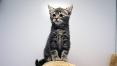 Rescue cat takes on orphaned kitten
