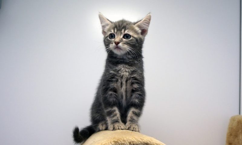 Rescue cat takes on orphaned kitten