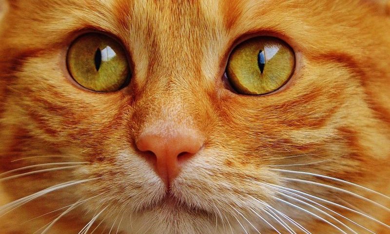 Bozita recalls dried cat food