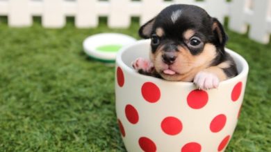 Concern raised over teacup puppies