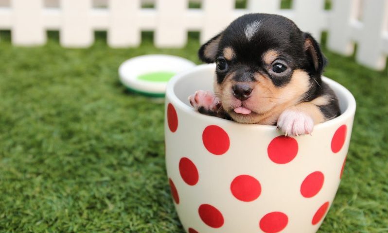 Concern raised over teacup puppies