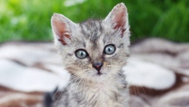 Charity launches campaign to protect sold kittens