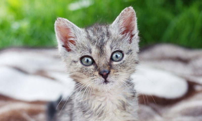 Charity launches campaign to protect sold kittens
