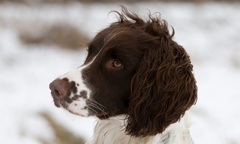 Scottish ban on tail docking lifted