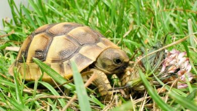 Tortoises should not be left in a shoebox, say vets