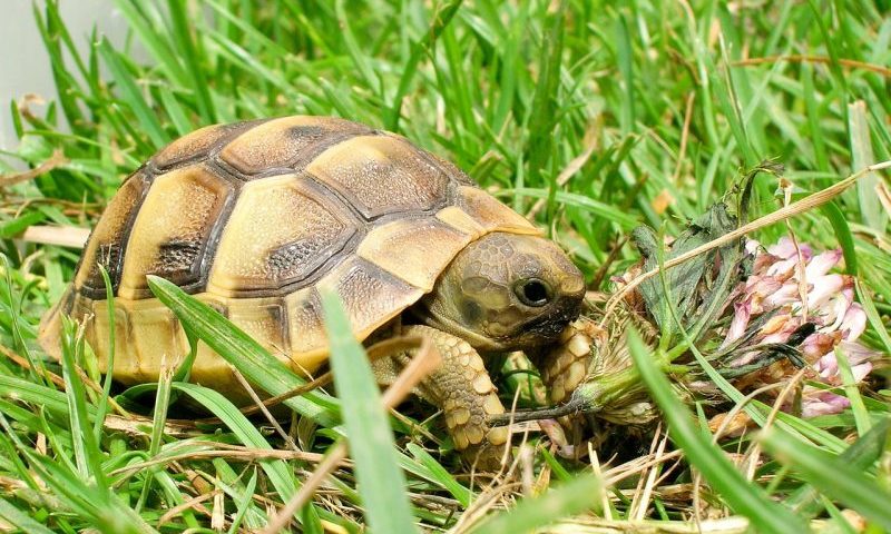 Tortoises should not be left in a shoebox, say vets