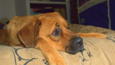 Average dog left alone for six weeks of the year
