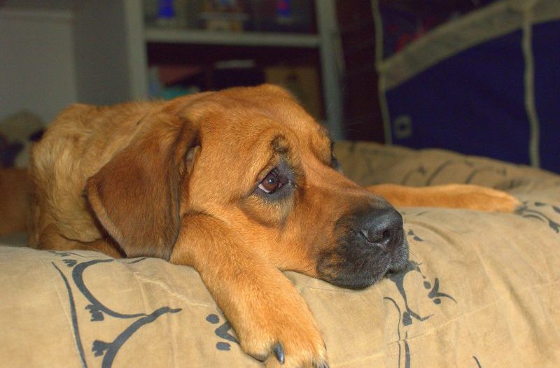 Average dog left alone for six weeks of the year