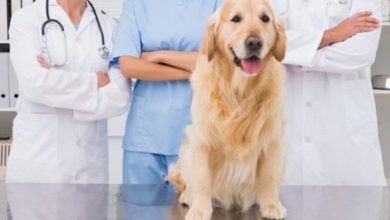 Updating dog microchipping ‘needs a rethink’, claims MedicAnimal