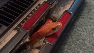 Vacuum cleaner gave couple a ssssssurprise