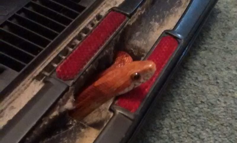 Vacuum cleaner gave couple a ssssssurprise