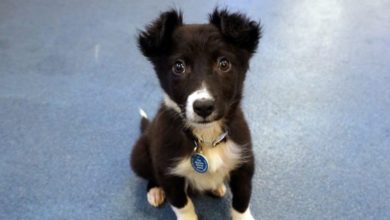 Sick puppy sold outside tube station