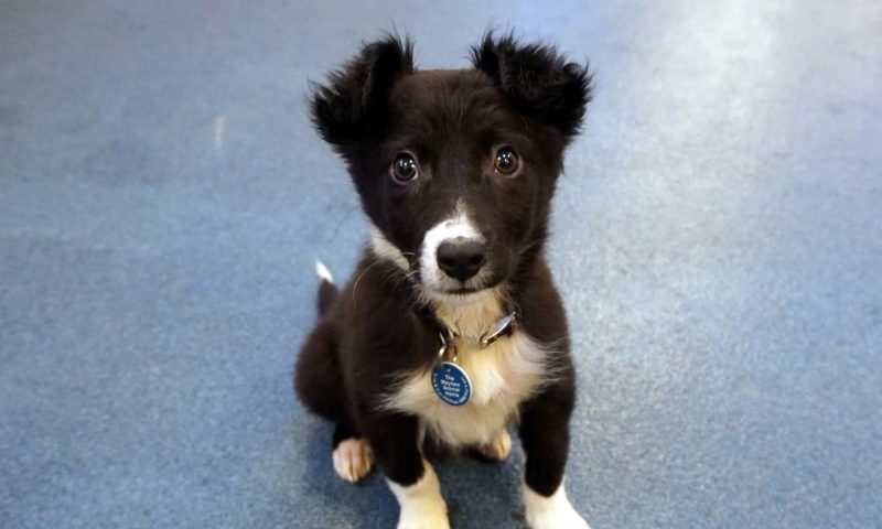 Sick puppy sold outside tube station