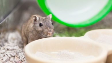Annual inspection looms for licensed pet retailers
