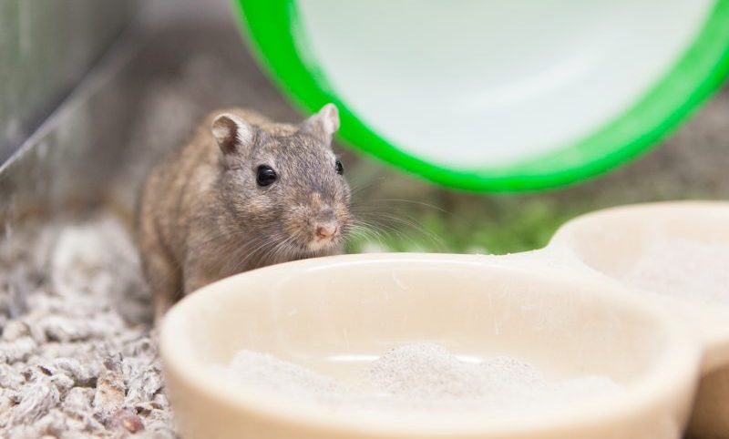 Annual inspection looms for licensed pet retailers