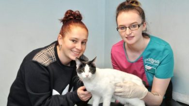 Kitten loses one of her nine lives